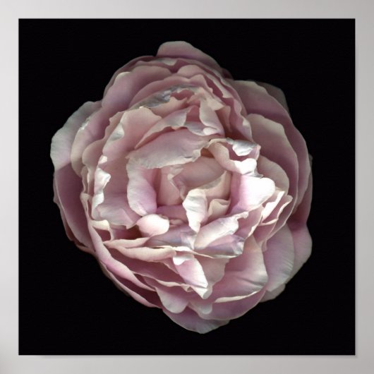Blush Peony Poster (Vorne)