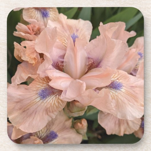 Blush Pink Bearded Iris Floral Getränkeuntersetzer (Vorderseite)