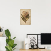 Blush-Protea-Blumen-Botanikposter Poster (Heimbüro)