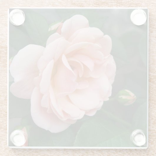 Blush Rose Blumenglas Untersetzer (Rückseite)