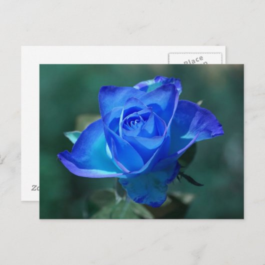 Blushed Blue Rose Postkarte (Vorne/Hinten)