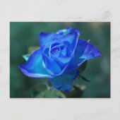 Blushed Blue Rose Postkarte (Vorderseite)