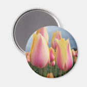 Blushing Beauty Tulips Magnet (Vorderseite/Rückseite)