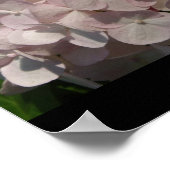 Blushing Bride and Daddy-Long Legs Poster (Ecke)