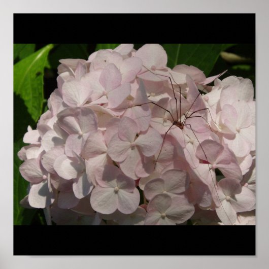 Blushing Bride and Daddy-Long Legs Poster (Vorne)