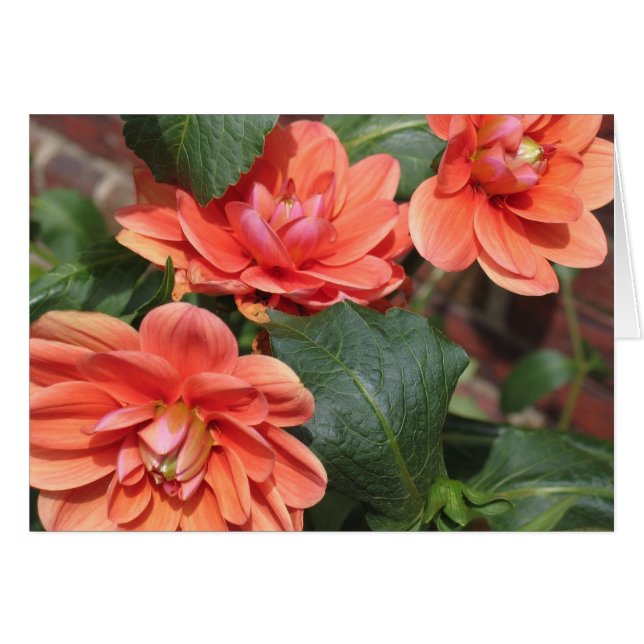 Blushing Dahlias (Vorderseite (Horizontal))