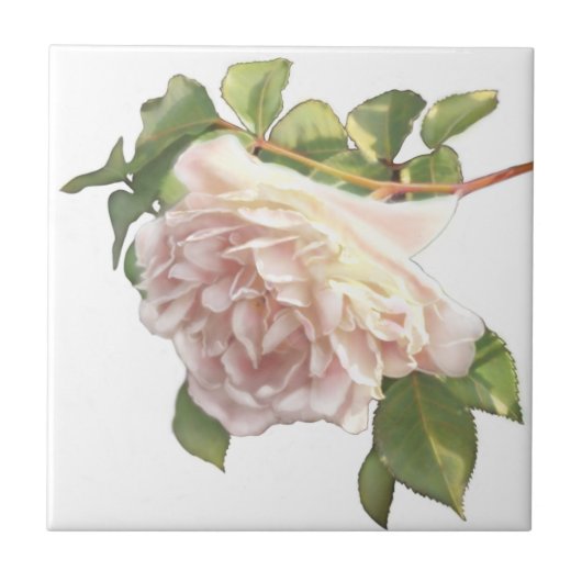 Blushing Ivory Peach Rose Fliese (Vorderseite)