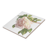 Blushing Ivory Peach Rose Fliese (Seite)