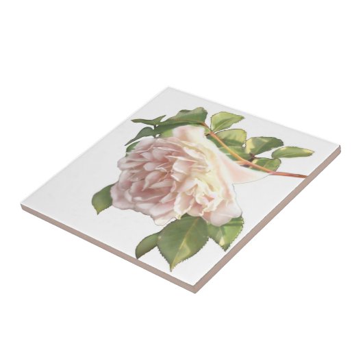 Blushing Ivory Peach Rose Fliese (Seite)