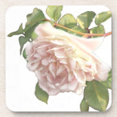 Blushing Ivory Peach Rose Getränkeuntersetzer (Vorderseite)