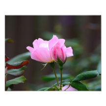 "Blushing Knock Out Rose Foto Erweiterung"