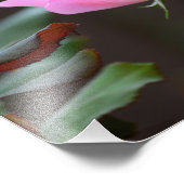 "Blushing Knock Out Rose Foto Erweiterung" (Ecke)