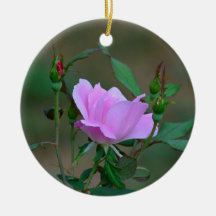 Blushing Knockout Rose Ornament