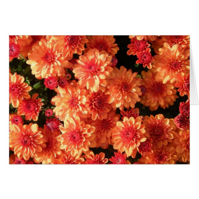 "Blushing Orange Mums" (Vorderseite (Horizontal))