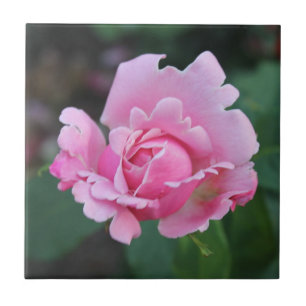Blushing Rosenknospe Keramik Tile Fliese