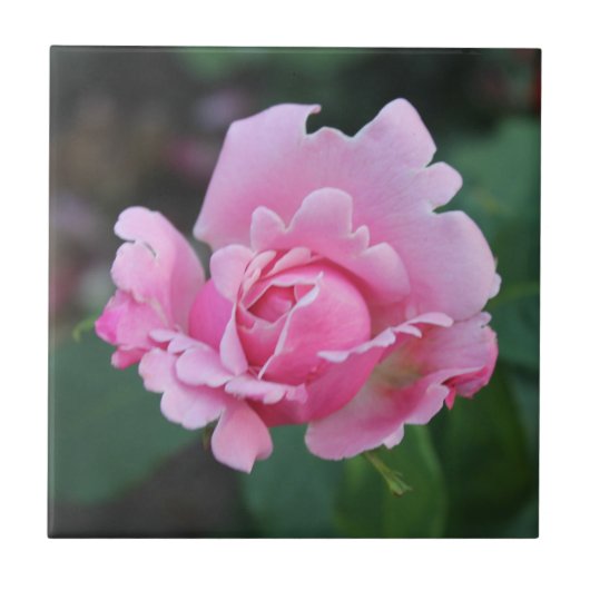 Blushing Rosenknospe Keramik Tile Fliese (Vorderseite)