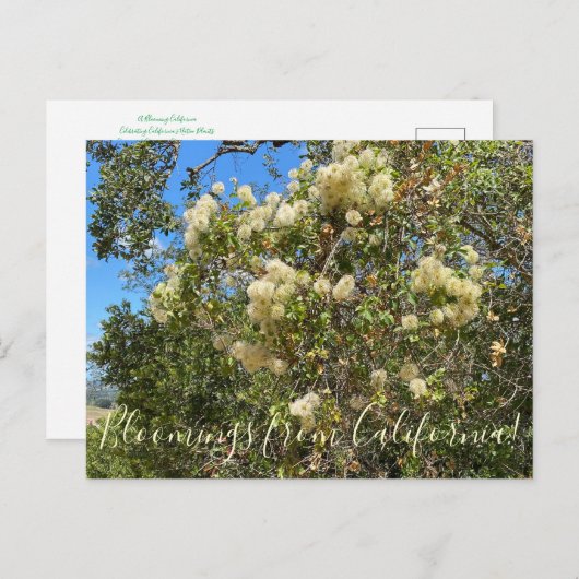 Blut aus Kalifornien: Chaparral Clematis Postkarte (Vorne/Hinten)