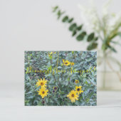 Blut aus Sunnyvale: Encelia californica Postkarte (Stehend Vorderseite)