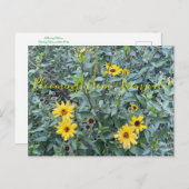 Blut aus Sunnyvale: Encelia californica Postkarte (Vorne/Hinten)