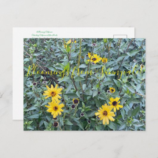 Blut aus Sunnyvale: Encelia californica Postkarte (Vorne/Hinten)