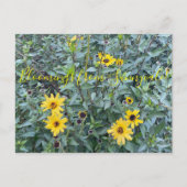 Blut aus Sunnyvale: Encelia californica Postkarte (Vorderseite)