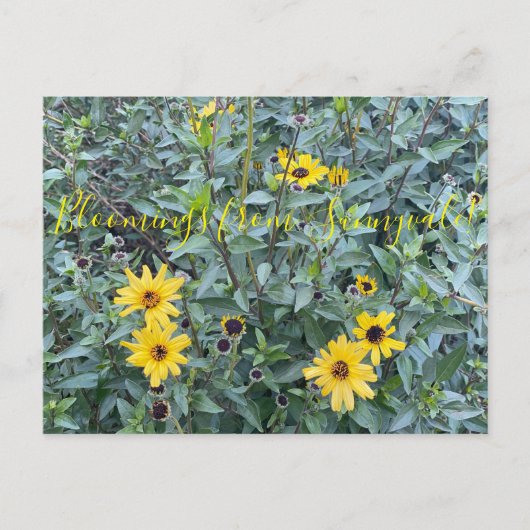 Blut aus Sunnyvale: Encelia californica Postkarte (Vorderseite)