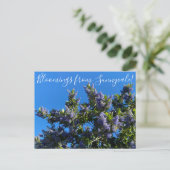 Blut aus Sunnyvale: Ray Hartman Ceanothus Postkarte (Stehend Vorderseite)