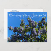 Blut aus Sunnyvale: Ray Hartman Ceanothus Postkarte (Vorne/Hinten)