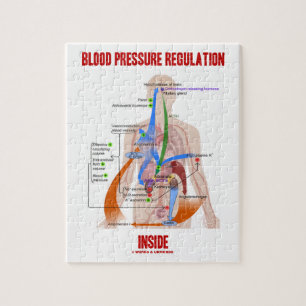 Blut-Druckregulation innerhalb der Physiologie Puzzle