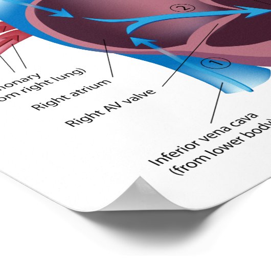 Blut fließt durch das Herzkloster Poster (Ecke)