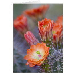 Blut in Orange