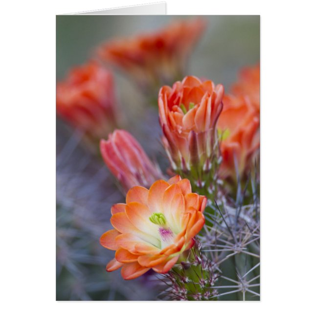 Blut in Orange (Vorne)