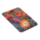 Blut in Orange Magnet (Rechte Seite)