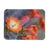 Blut in Orange Magnet (Horizontal)