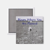 Blut, wo Sie gepflanzt sind Magnet (Vorderseite/Rückseite)