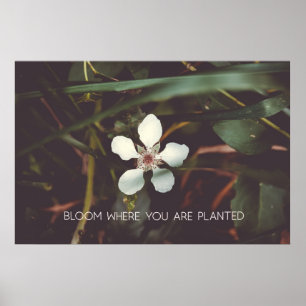 Blut Wo Sie gepflanzt sind Poster