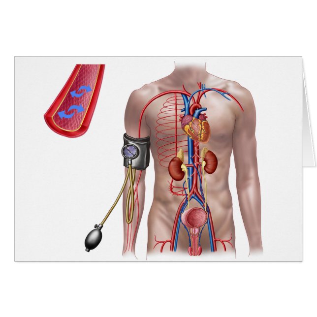 Blutdruck und Kreislauf (Vorderseite (Horizontal))