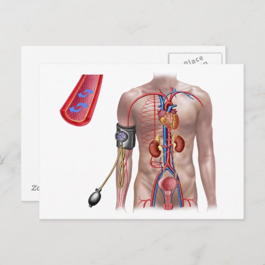 Blutdruck und Kreislauf Postkarte (Vorne/Hinten)