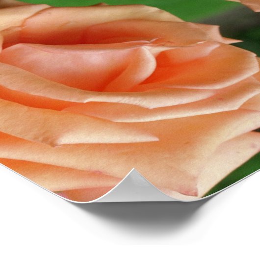 Blutdruckschmerzen Rose Abstrakt Poster (Ecke)