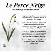 Blüte des botanischen aquarellischen Schneebrettic Poster