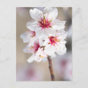 Blüte des Mandelbaums Postkarte