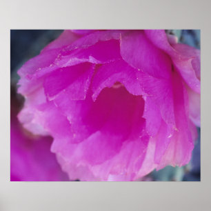 Blüte des Pink Hedgehog Cactus (Echinocereus Poster