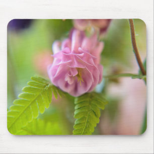 Blüte einer Aquilegia Mousepad