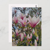 Blüte großer rosa magnolischer Blume Postkarte (Vorne/Hinten)