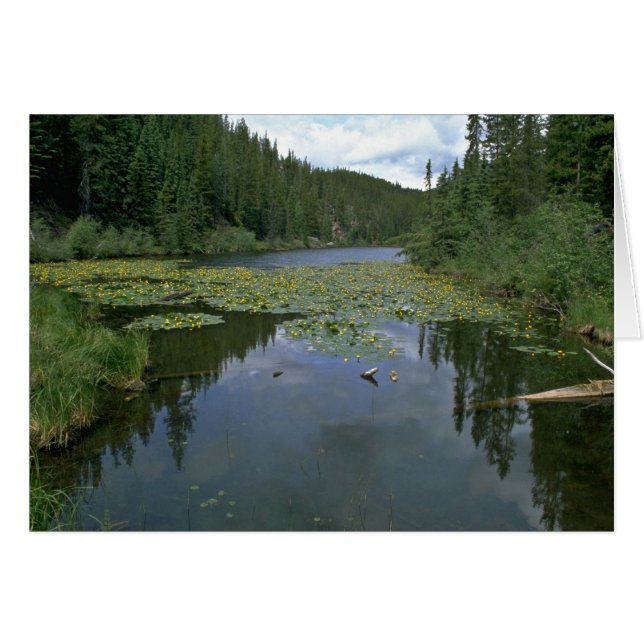Blüte im Wasser (Vorderseite (Horizontal))