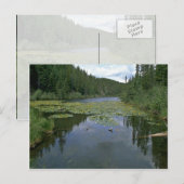 Blüte im Wasser Postkarte (Vorne/Hinten)