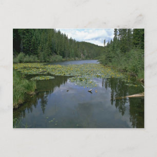 Blüte im Wasser Postkarte