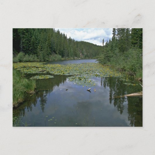 Blüte im Wasser Postkarte (Vorderseite)