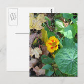 Blüte in Blättern Postkarte (Vorne/Hinten)