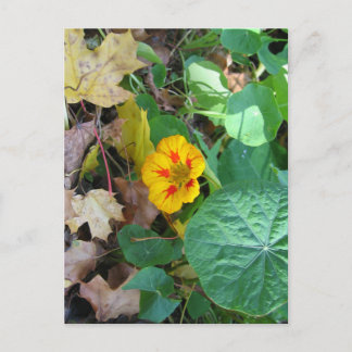 Blüte in Blättern Postkarte
